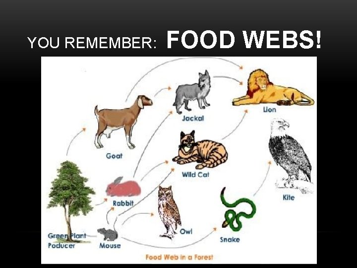 YOU REMEMBER: FOOD WEBS! 
