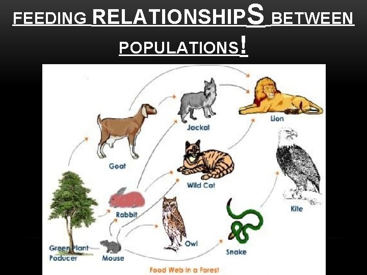 FEEDING RELATIONSHIPS POPULATIONS! BETWEEN 