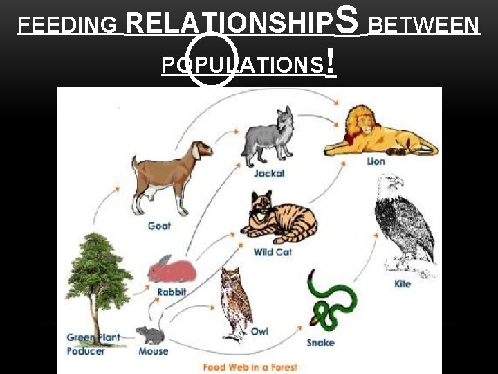 FEEDING RELATIONSHIPS POPULATIONS! BETWEEN 