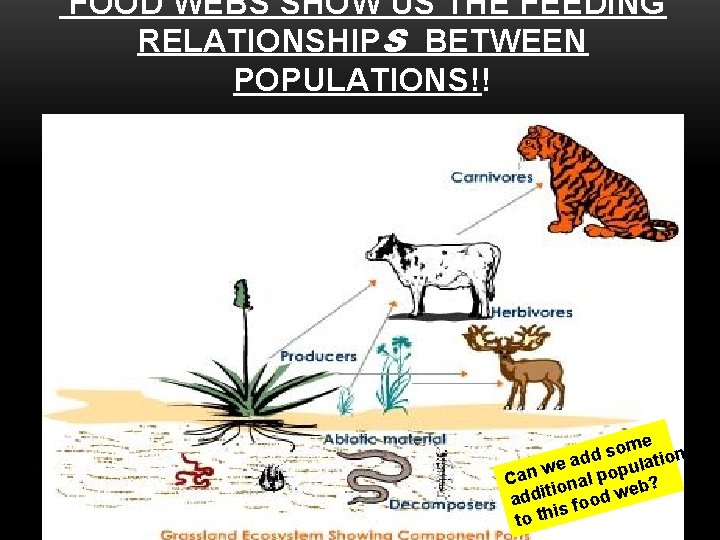 FOOD WEBS SHOW US THE FEEDING RELATIONSHIPS BETWEEN POPULATIONS!! me ns o s tio