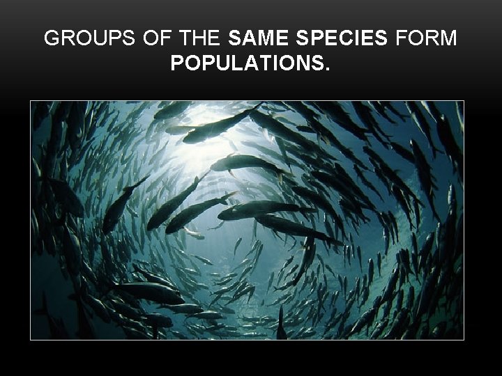 GROUPS OF THE SAME SPECIES FORM POPULATIONS. 