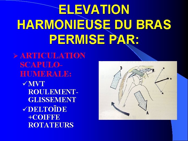 ELEVATION HARMONIEUSE DU BRAS PERMISE PAR: Ø ARTICULATION SCAPULOHUMERALE: ü MVT ROULEMENTGLISSEMENT ü DELTOÏDE