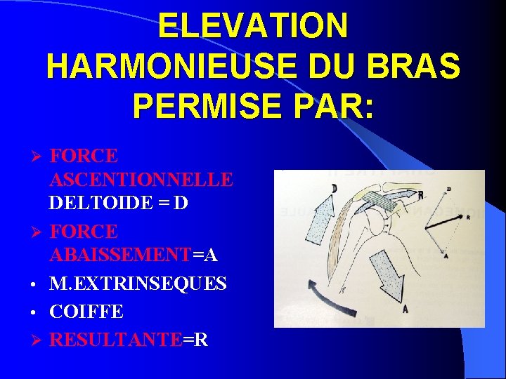 ELEVATION HARMONIEUSE DU BRAS PERMISE PAR: Ø Ø • • Ø FORCE ASCENTIONNELLE DELTOIDE