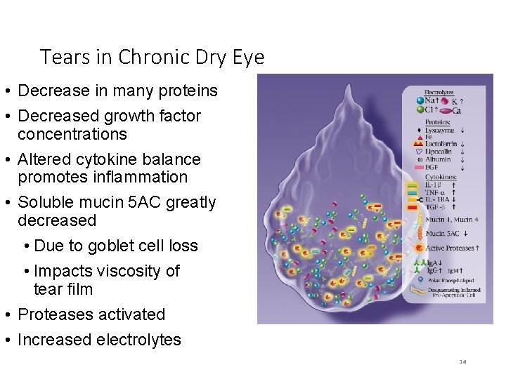 Tears in Chronic Dry Eye • Decrease in many proteins • Decreased growth factor