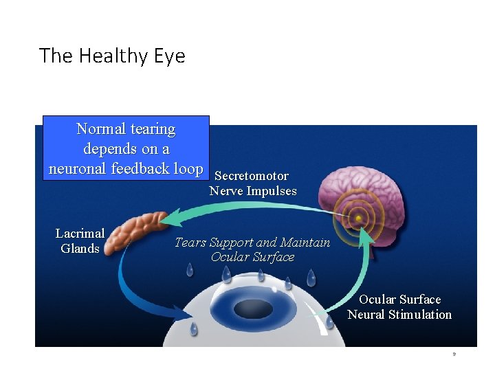 The Healthy Eye Normal tearing depends on a neuronal feedback loop Secretomotor Nerve Impulses