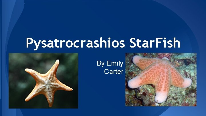 Pysatrocrashios Star. Fish By Emily Carter 