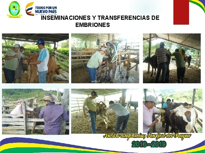  INSEMINACIONES Y TRANSFERENCIAS DE EMBRIONES 