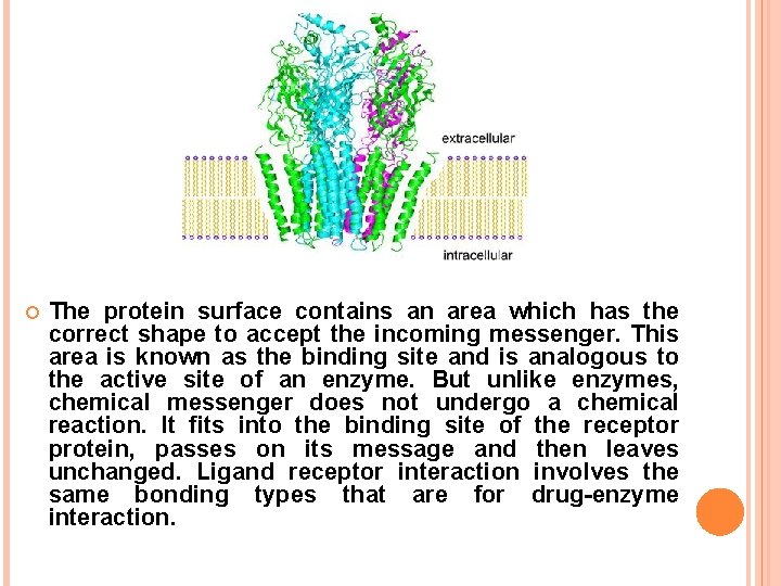  The protein surface contains an area which has the correct shape to accept