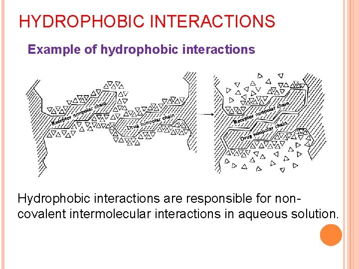 HYDROPHOBIC INTERACTIONS Example of hydrophobic interactions Hydrophobic interactions are responsible for noncovalent intermolecular interactions