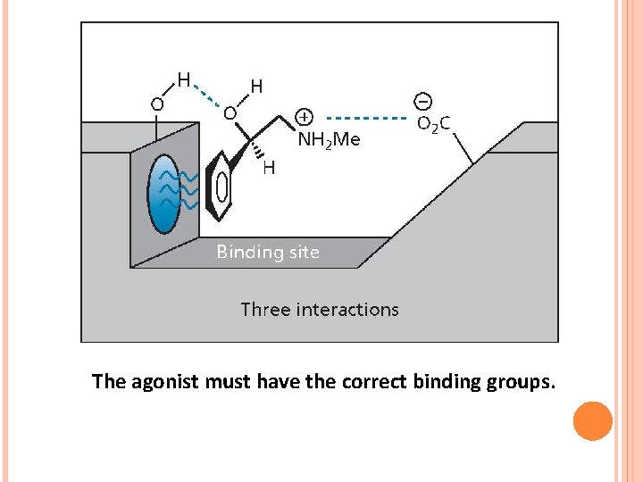 The agonist must have the correct binding groups. 