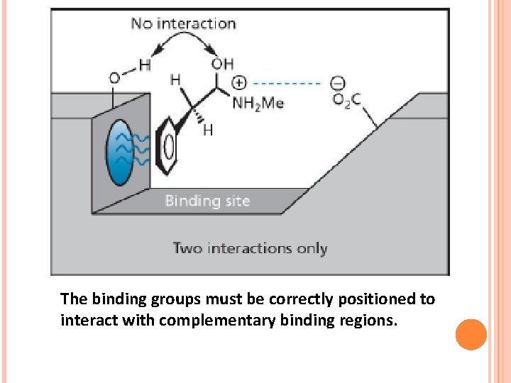 The binding groups must be correctly positioned to interact with complementary binding regions. 
