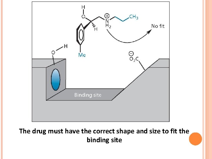 The drug must have the correct shape and size to fit the binding site