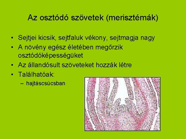 Az osztódó szövetek (merisztémák) • Sejtjei kicsik, sejtfaluk vékony, sejtmagja nagy • A növény