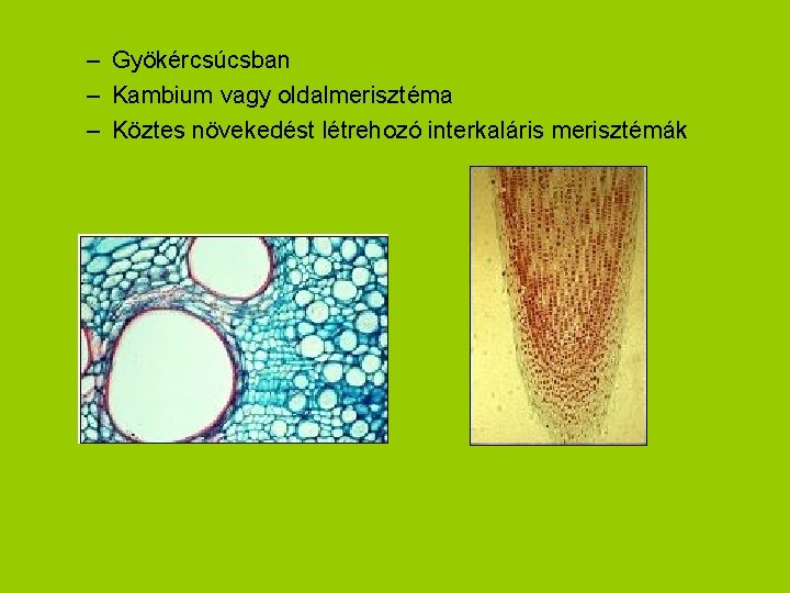 – Gyökércsúcsban – Kambium vagy oldalmerisztéma – Köztes növekedést létrehozó interkaláris merisztémák 