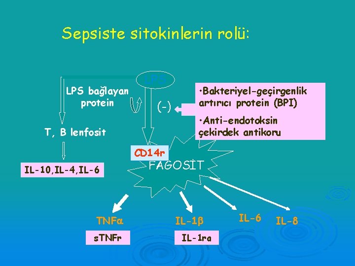 Sepsiste sitokinlerin rolü: LPS bağlayan protein LPS (-) T, B lenfosit • Bakteriyel-geçirgenlik artırıcı