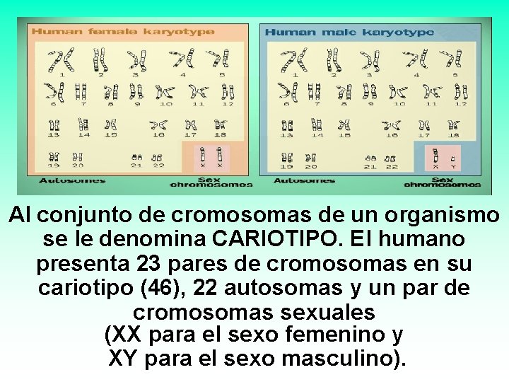 Al conjunto de cromosomas de un organismo se le denomina CARIOTIPO. El humano presenta