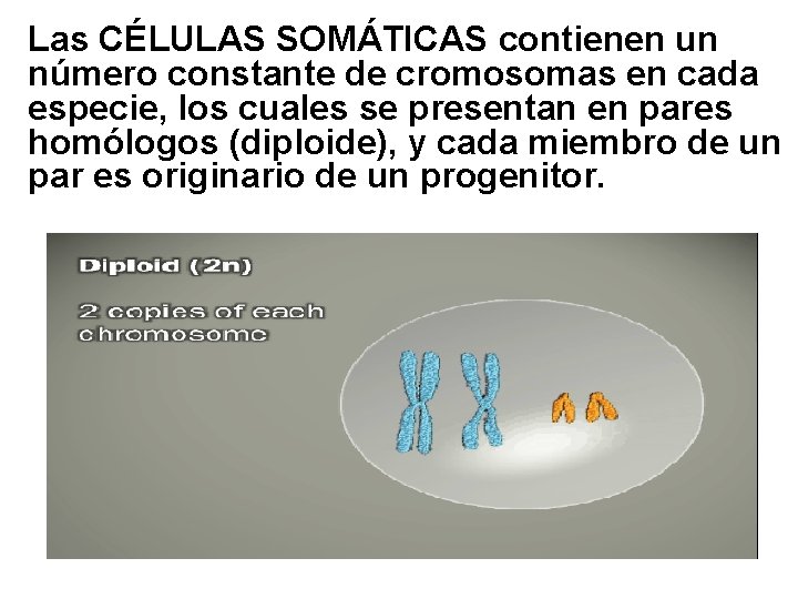 Las CÉLULAS SOMÁTICAS contienen un número constante de cromosomas en cada especie, los cuales