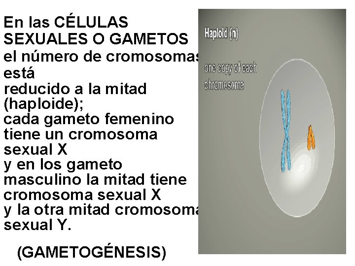 En las CÉLULAS SEXUALES O GAMETOS el número de cromosomas está reducido a la