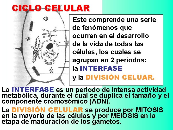 CICLO CELULAR Este comprende una serie de fenómenos que ocurren en el desarrollo de