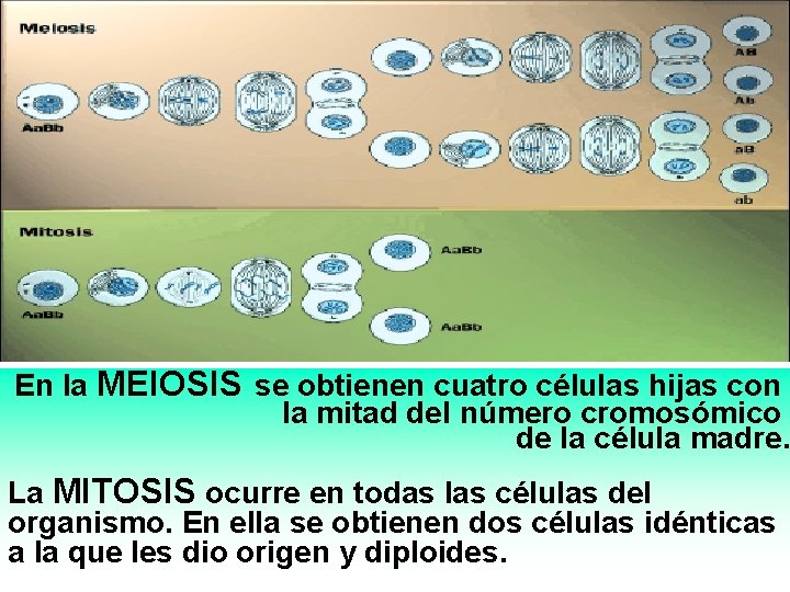 En la MEIOSIS se obtienen cuatro células hijas con la mitad del número cromosómico