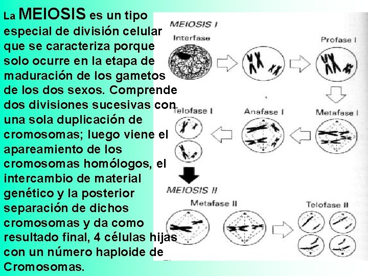 La MEIOSIS es un tipo especial de división celular que se caracteriza porque solo