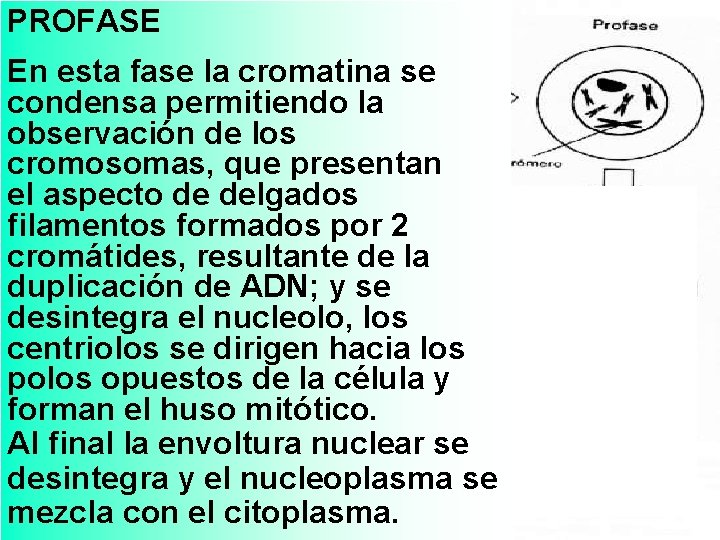 PROFASE En esta fase la cromatina se condensa permitiendo la observación de los cromosomas,