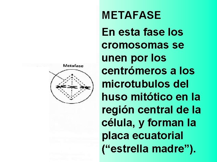 METAFASE En esta fase los cromosomas se unen por los centrómeros a los microtubulos