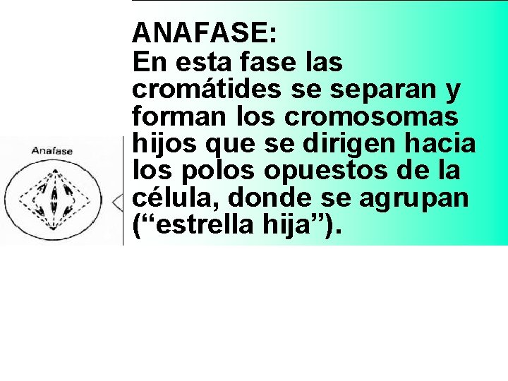 ANAFASE: En esta fase las cromátides se separan y forman los cromosomas hijos que