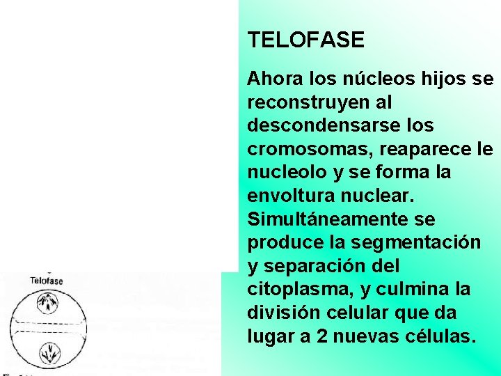 TELOFASE Ahora los núcleos hijos se reconstruyen al descondensarse los cromosomas, reaparece le nucleolo TELOFASE Ahora los núcleos hijos se reconstruyen al descondensarse los cromosomas, reaparece le nucleolo