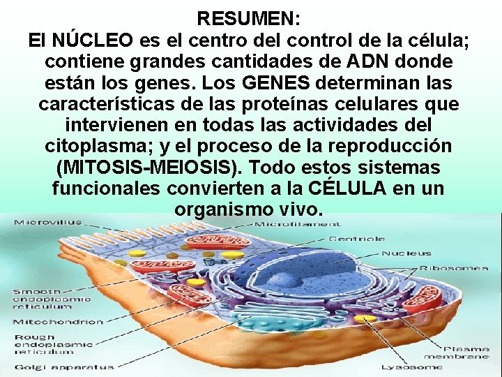 RESUMEN: El NÚCLEO es el centro del control de la célula; contiene grandes cantidades