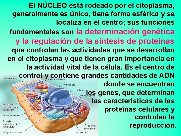 El NÚCLEO está rodeado por el citoplasma, generalmente es único, tiene forma esférica y