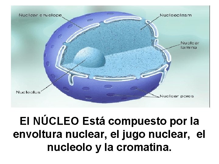 El NÚCLEO Está compuesto por la envoltura nuclear, el jugo nuclear, el nucleolo y