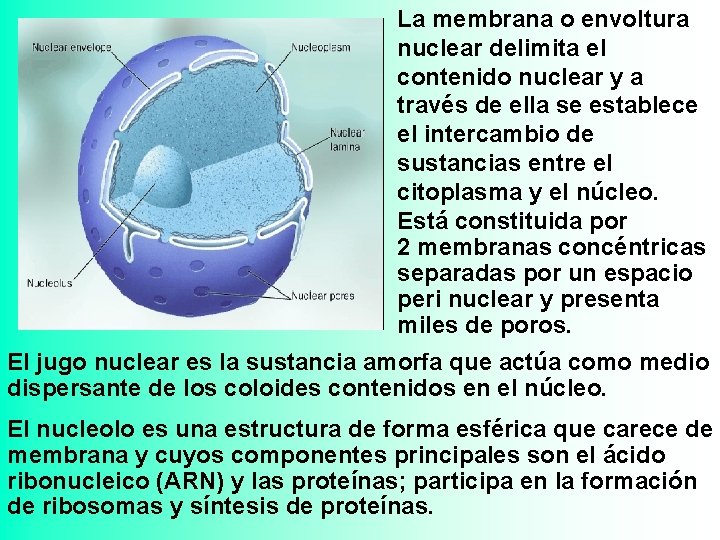 La membrana o envoltura nuclear delimita el contenido nuclear y a través de ella La membrana o envoltura nuclear delimita el contenido nuclear y a través de ella