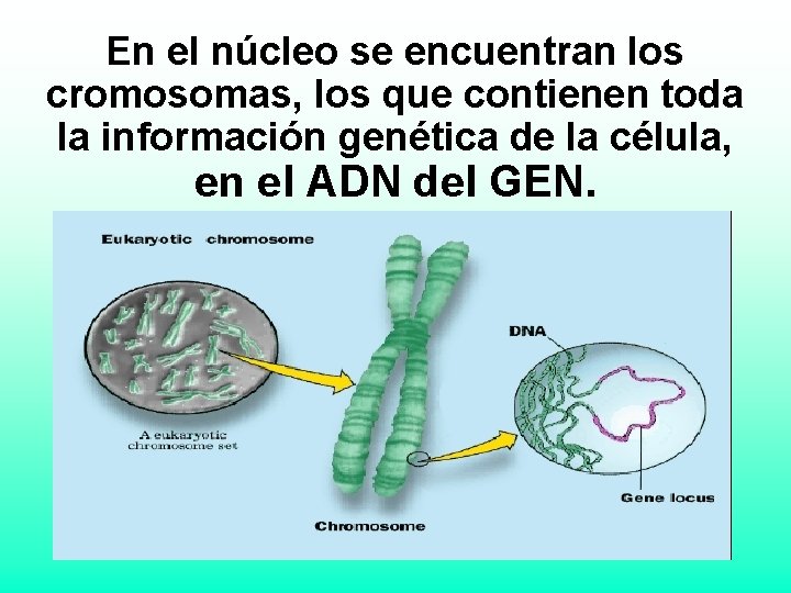 En el núcleo se encuentran los cromosomas, los que contienen toda la información genética