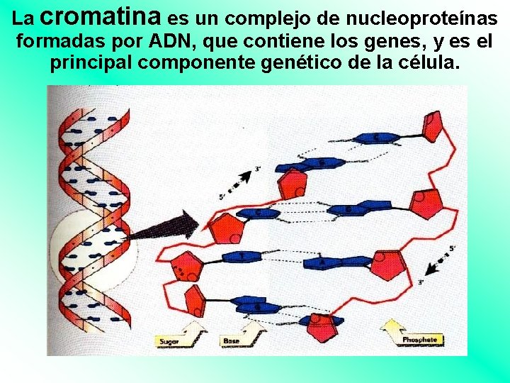 La cromatina es un complejo de nucleoproteínas formadas por ADN, que contiene los genes,