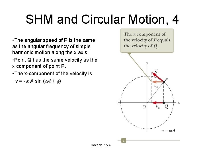 SHM and Circular Motion, 4 • The angular speed of P is the same