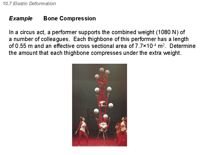 10. 7 Elastic Deformation Example Bone Compression In a circus act, a performer supports