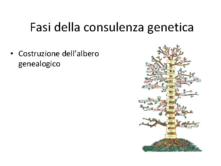 Fasi della consulenza genetica • Costruzione dell’albero genealogico 