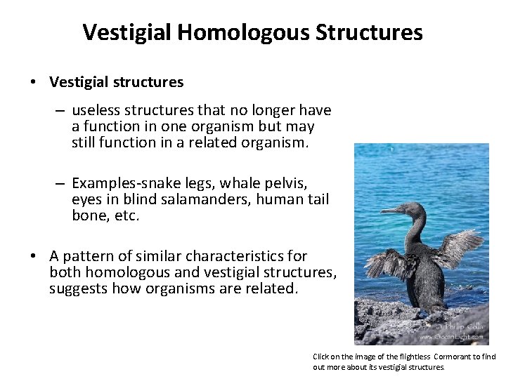 Vestigial Homologous Structures • Vestigial structures – useless structures that no longer have a