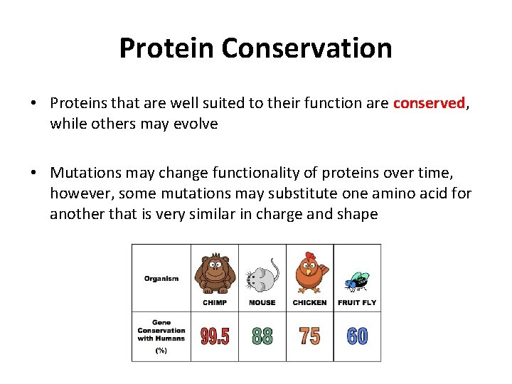 Protein Conservation • Proteins that are well suited to their function are conserved, while