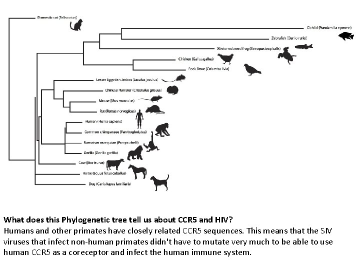 What does this Phylogenetic tree tell us about CCR 5 and HIV? Humans and