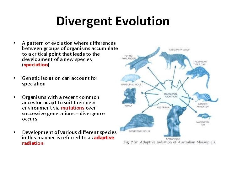 Divergent Evolution • A pattern of evolution where differences between groups of organisms accumulate