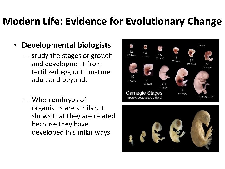 Modern Life: Evidence for Evolutionary Change • Developmental biologists – study the stages of