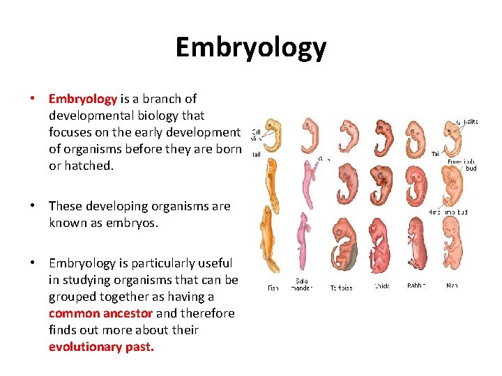 Embryology • Embryology is a branch of developmental biology that focuses on the early