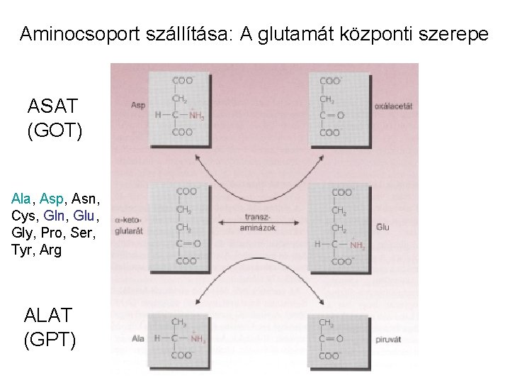 Aminocsoport szállítása: A glutamát központi szerepe ASAT (GOT) Ala, Asp, Asn, Cys, Gln, Glu,