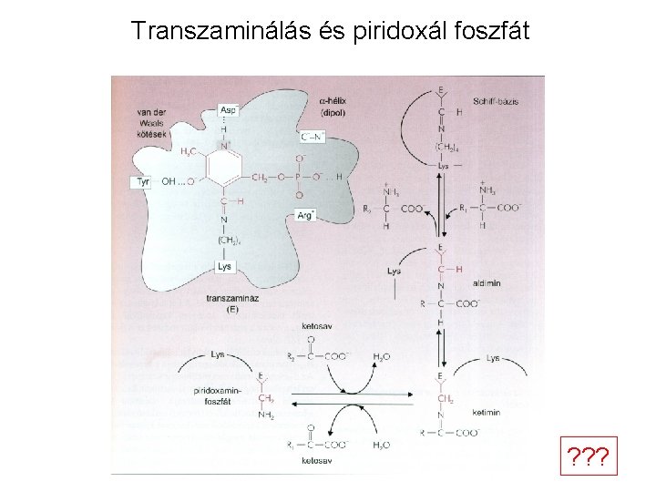 Transzaminálás és piridoxál foszfát ? ? ? 