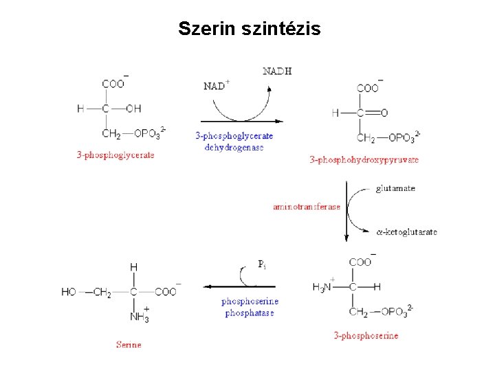 Szerin szintézis 