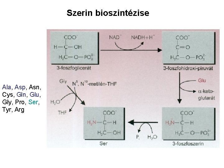 Szerin bioszintézise Ala, Asp, Asn, Cys, Gln, Glu, Gly, Pro, Ser, Tyr, Arg 