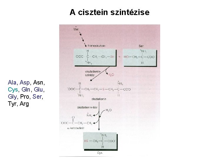 A cisztein szintézise Ala, Asp, Asn, Cys, Gln, Glu, Gly, Pro, Ser, Tyr, Arg