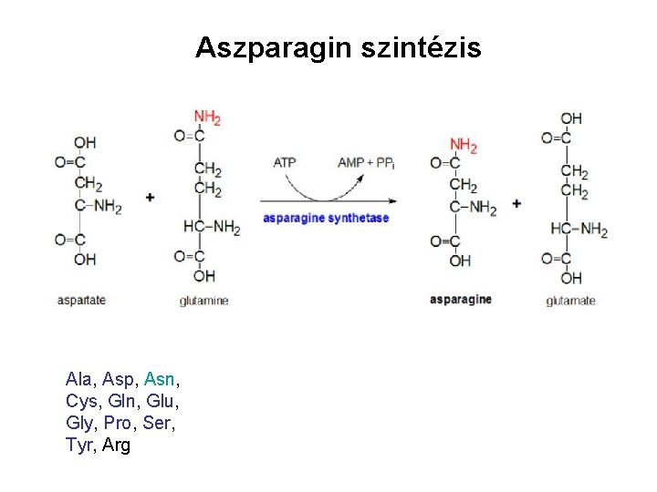 Aszparagin szintézis Ala, Asp, Asn, Cys, Gln, Glu, Gly, Pro, Ser, Tyr, Arg 